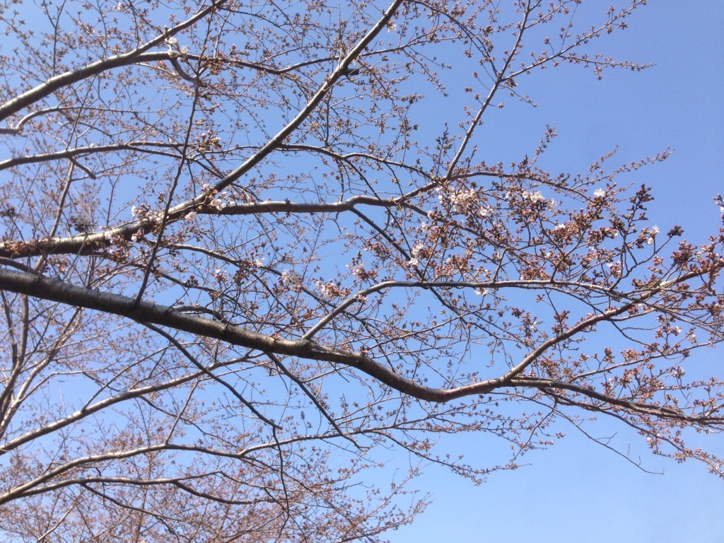 sakura_4