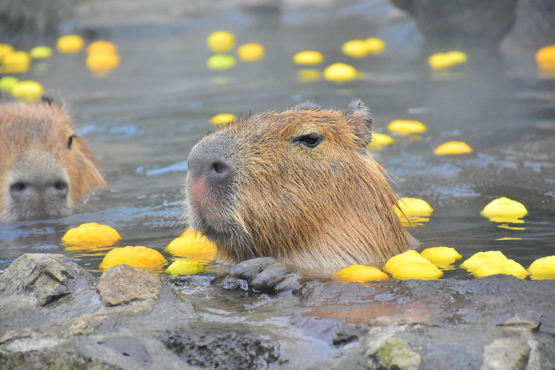 伊豆シャボテン動物公園 稲取温泉旅館協同組合